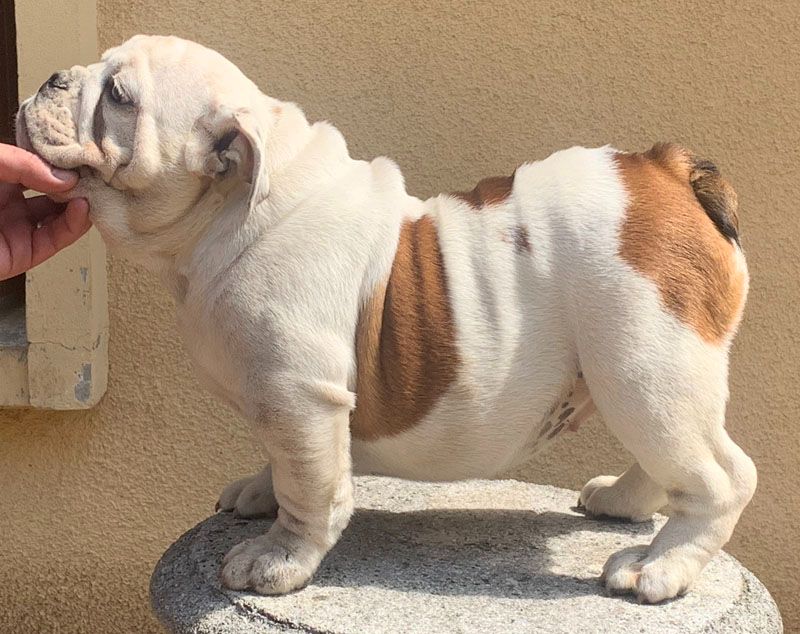 So Lovely Bull's - Chiots disponibles - Bulldog Anglais