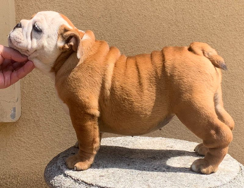 So Lovely Bull's - Chiots disponibles - Bulldog Anglais